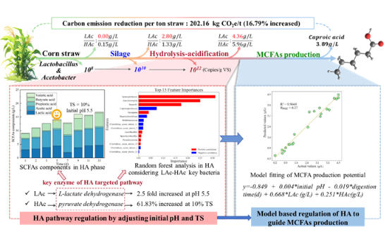 秸秆高值转化中链酸微生物机制获揭示