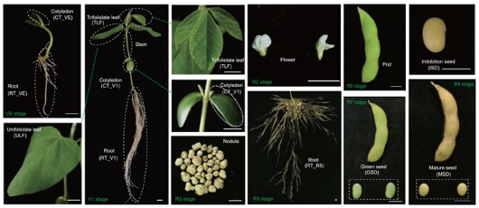首个大豆全景定量蛋白质组图谱发布 首个大豆全景定量蛋白质组图谱发布